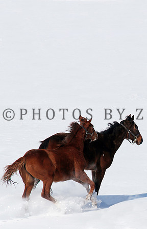 SnowScenics2-15Z9