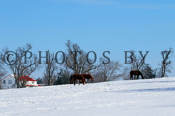 SnowScenics2-15Z4