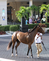 2017 Fasig-Tipton Gulfstream Sale
