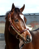 Hip6FTG3-17FTK23