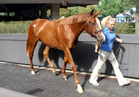 2012 Keeneland September Sale Scenics