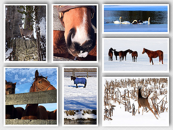 SnowCollage