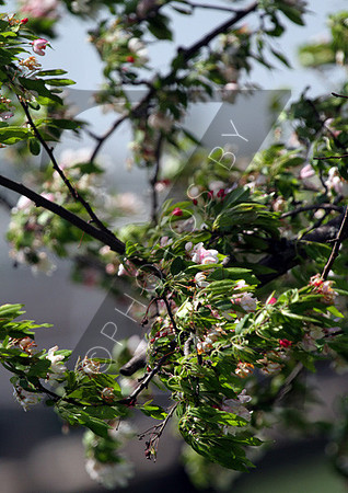 Trees during the 2013 Keeneland Spring Meet