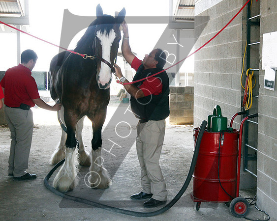 Budweiser Clydesdales during the 2013 Keeneland Spring Meet