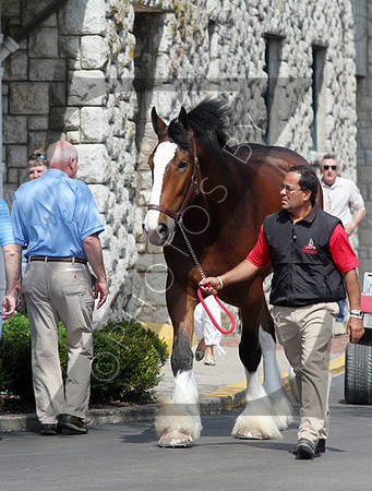 Budweiser Clydesdales during the 2013 Keeneland Spring Meet