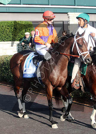 Dominus,  2012  Shadwell Turf Mile , 2012 Keeneland Fall Meet