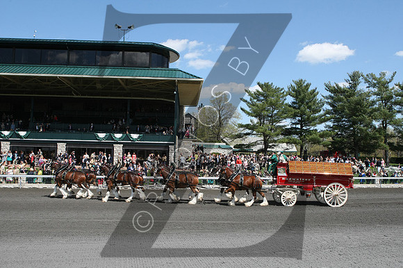 Budweiser Clydesdales during the 2013 Keeneland Spring Meet