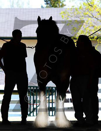 Budweiser Clydesdales during the 2013 Keeneland Spring Meet