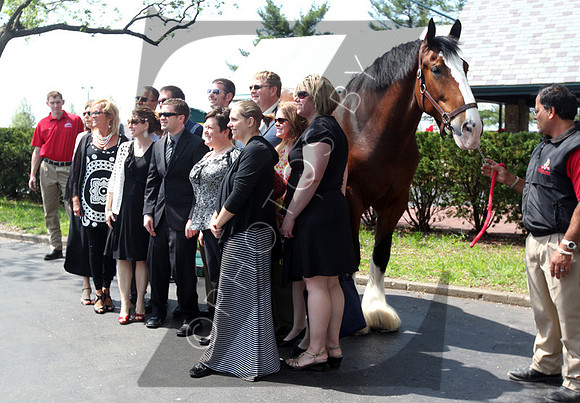 Budweiser Clydesdales during the 2013 Keeneland Spring Meet