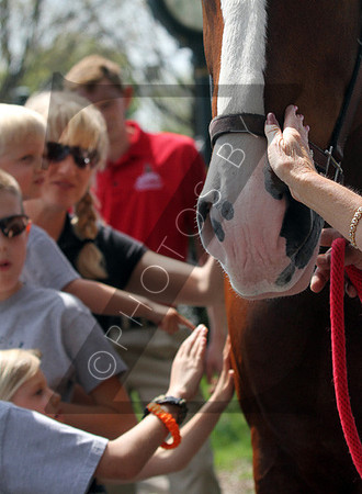 Budweiser Clydesdales during the 2013 Keeneland Spring Meet