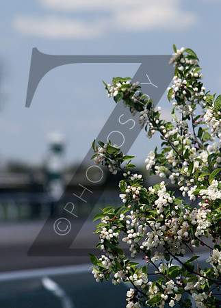 Trees during the 2013 Keeneland Spring Meet