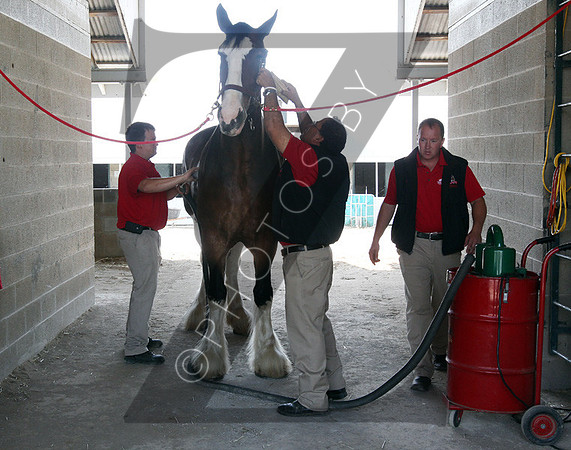 Budweiser Clydesdales during the 2013 Keeneland Spring Meet