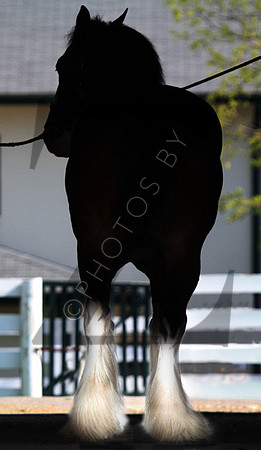 Budweiser Clydesdales during the 2013 Keeneland Spring Meet