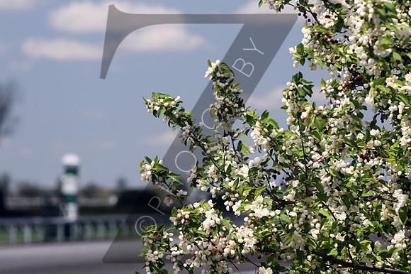Trees during the 2013 Keeneland Spring Meet