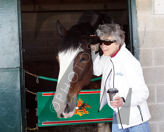 Budweiser Clydesdales during the 2013 Keeneland Spring Meet