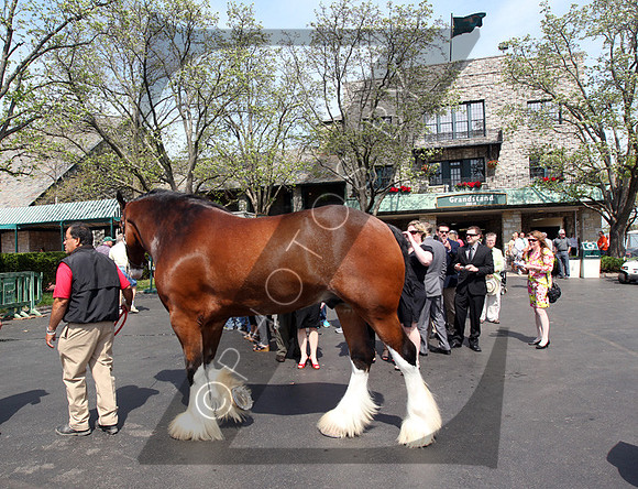 Budweiser Clydesdales during the 2013 Keeneland Spring Meet