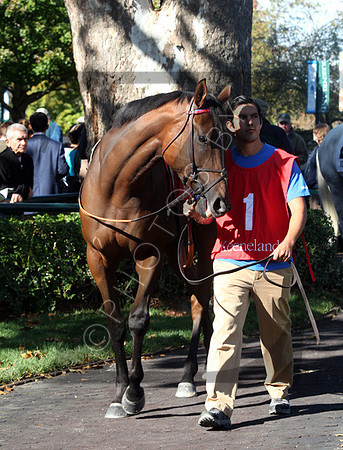 Snowfall,  the 2012 First Lady , 2012 Keeneland Fall Meet