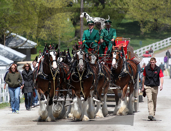 Budweiser Clydesdales during the 2013 Keeneland Spring Meet