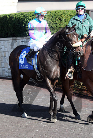 Brilliant Future,  the 2012 First Lady , 2012 Keeneland Fall Meet