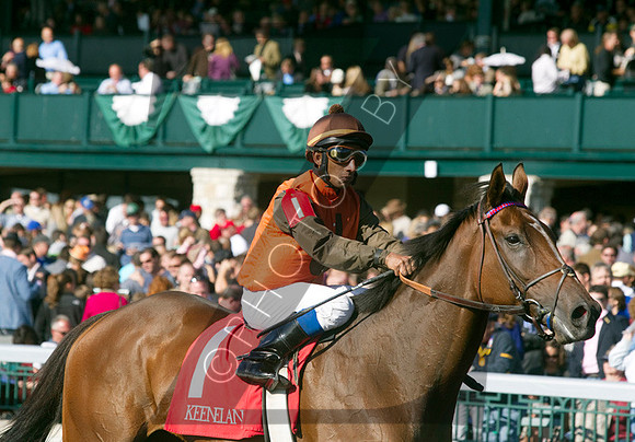 Snowfall,  the 2012 First Lady , 2012 Keeneland Fall Meet