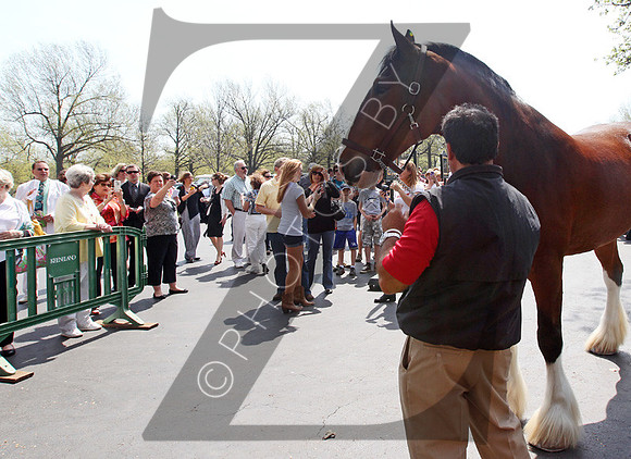 Budweiser Clydesdales during the 2013 Keeneland Spring Meet