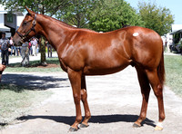 Hip52KS9-12KLD79