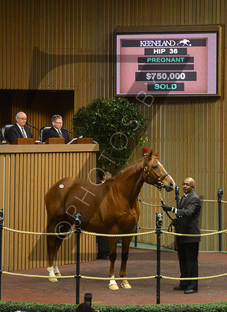 Hip36KLD1-14KLD02