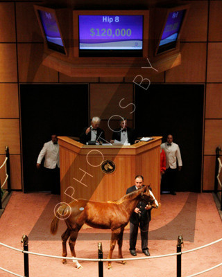 Hip8FTK11-11Z15