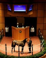 Hip7FTK11-11Z97