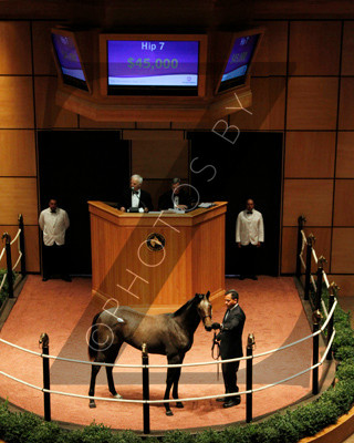 Hip7FTK11-11Z97