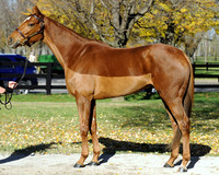 Hip6FTK11-11Z80