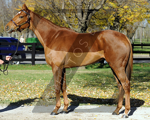 Hip6FTK11-11Z80